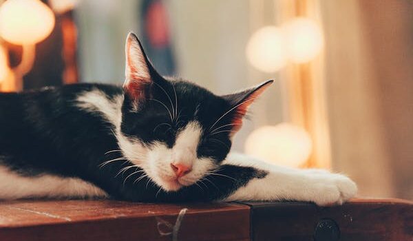 10 reasons why cats are essential mental health recovery companions