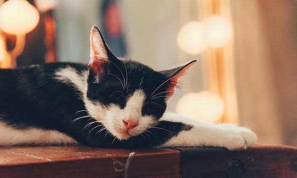 10 reasons why cats are essential mental health recovery companions