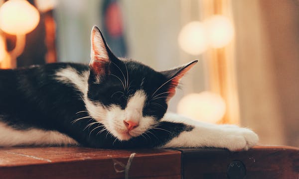 black and white cat sleeping