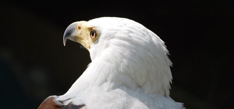 Hawk Conservancy Trust 