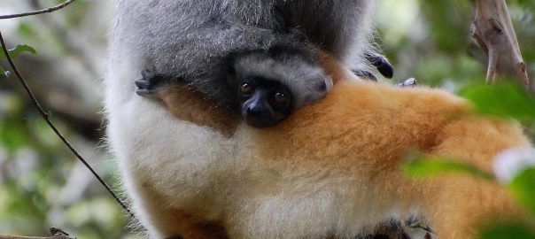 baby lemur in Madagascar