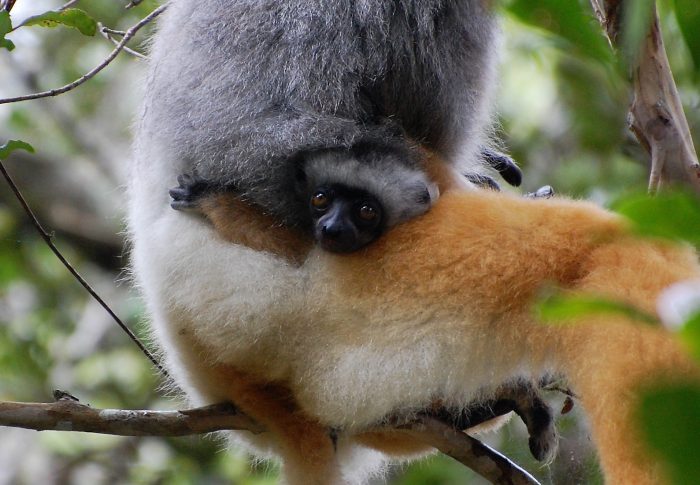 Everything else you need to know about Madagascar