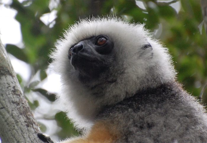10 essential things to know about Madagascar