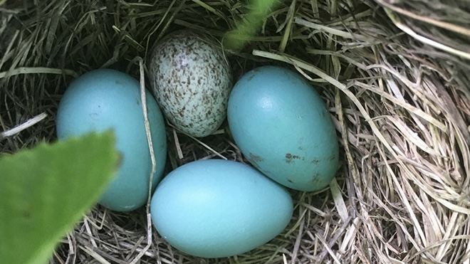 eggs with 1 odd egg